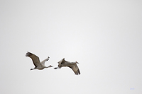 Sandhill Cranes 3515